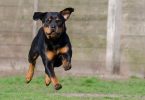 Rotweiller
