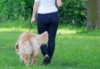 Regras de comportamento animal no espaço público