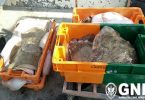 Raia apreendida - Mercado de Angeiras