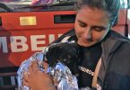 Cadela Salva pelos Bombeiros