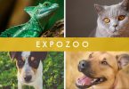 Expozoo na Exponor