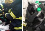 gato da morte em incêndio