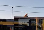 Insólito: Abutre foi visto numa estação de metro em Matosinhos