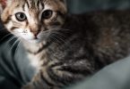 Gatos de rua