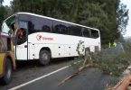 Queda de árvores atinge autocarro em Matosinhos