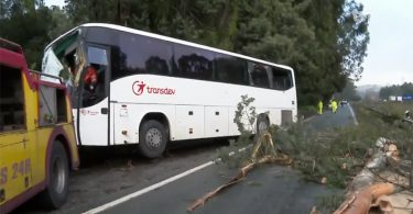 Queda de árvores atinge autocarro em Matosinhos