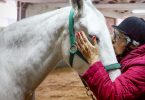 Matosinhos: Equitação terapêutica ajuda idosos sobreviventes de cancro