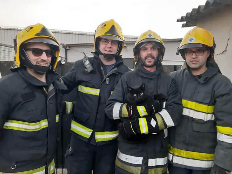 Bombeiros de Matosinhos Leça resgatam gato a 8 metros de altura e recebem louvor