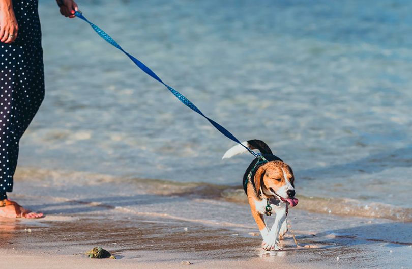 Praia Pet-Friendly
