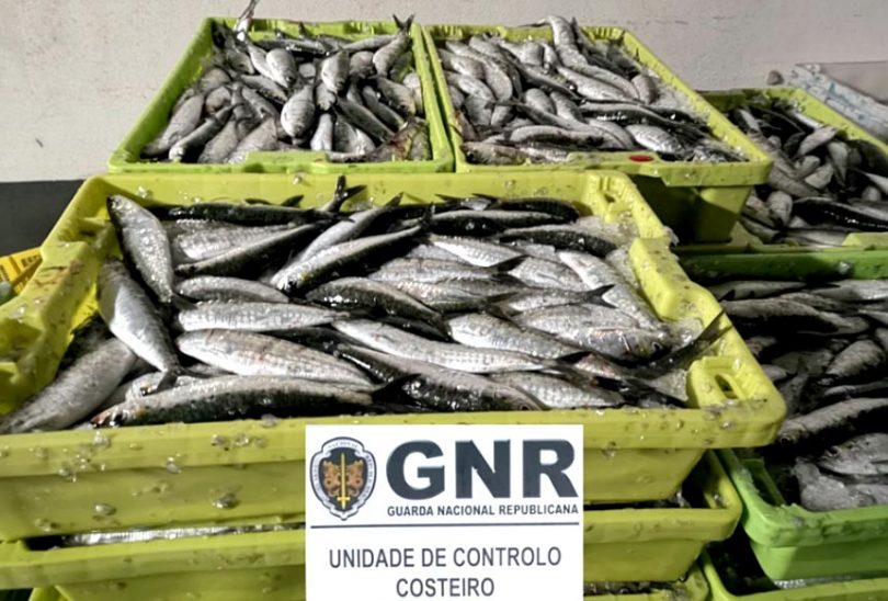 Sardinha apreendida