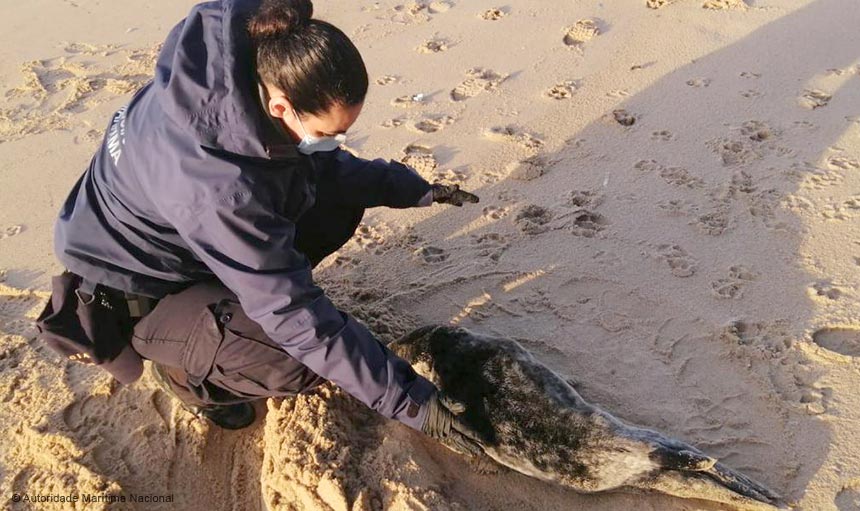 Foca Ferida - na praia de Leça