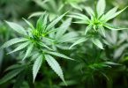 Plantas