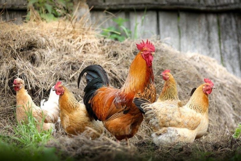 Frangos caseiros