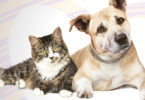 Cão e Gato